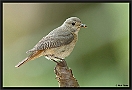 Gekraagde Roodstaart, Common Redstart, Phoenicurus phoenicurus Location: Wierden, the Netherlands gekraagde roodstaart MG 7887 kopie
